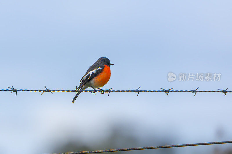 火焰罗宾(Petroica phoenicea)